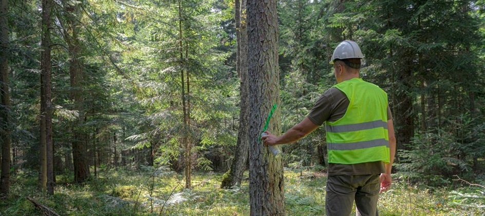 IKEA and partners pioneer climate-smart forestry to tackle biodiversity loss
